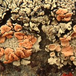 Rhizoplaca chrysoleuca