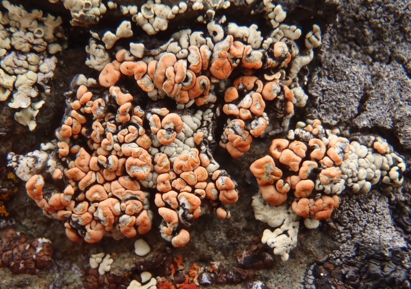 Rhizoplaca chrysoleuca