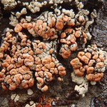 Rhizoplaca chrysoleuca