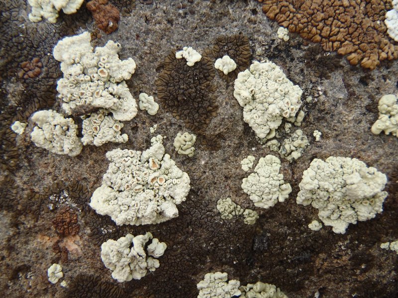 Rhizoplaca chrysoleuca