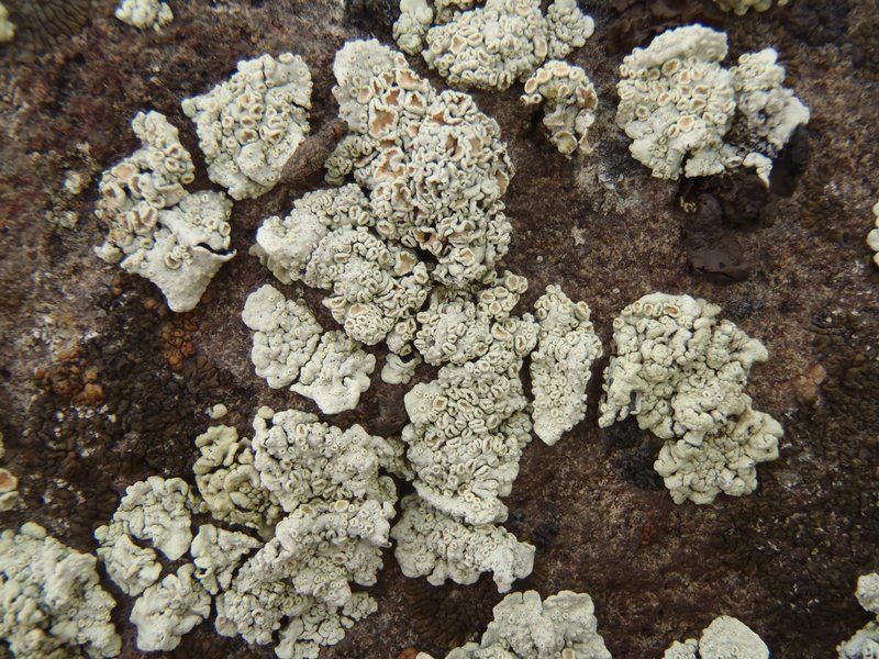 Rhizoplaca chrysoleuca