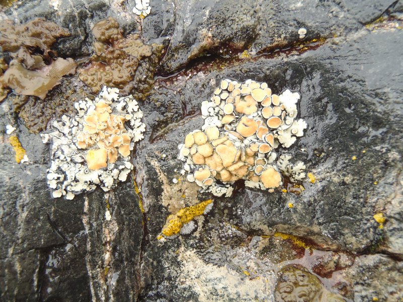 Rhizoplaca chrysoleuca