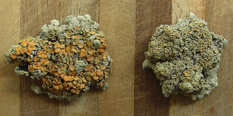 Rhizoplaca chrysoleuca