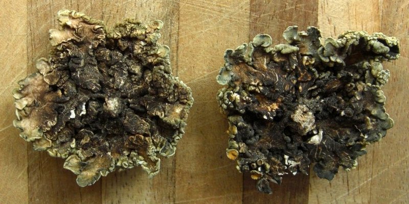 Rhizoplaca chrysoleuca