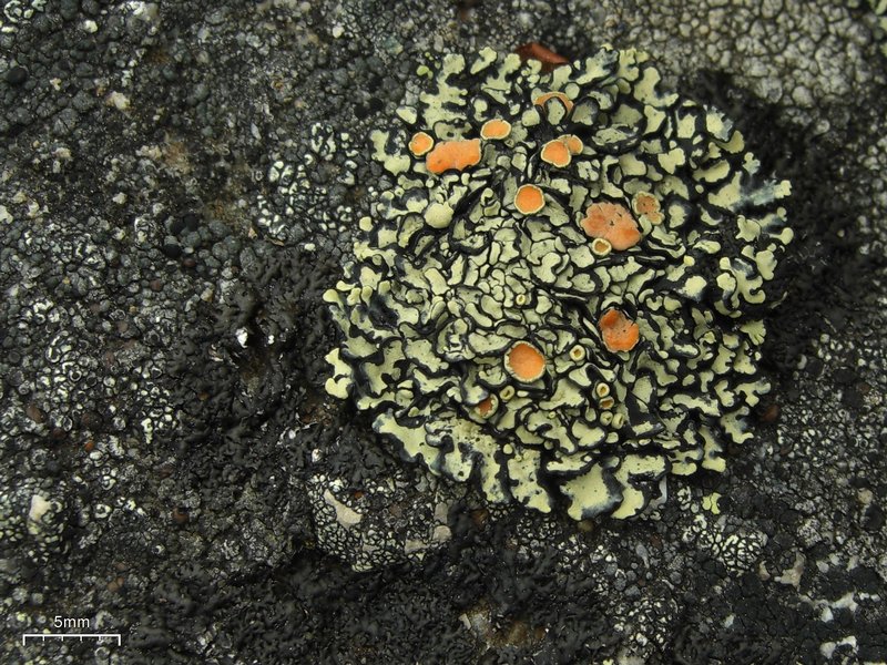 Rhizoplaca chrysoleuca