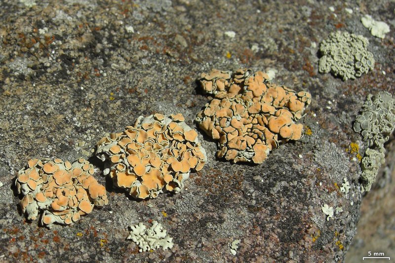 Rhizoplaca chrysoleuca
