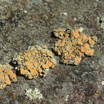 Rhizoplaca chrysoleuca