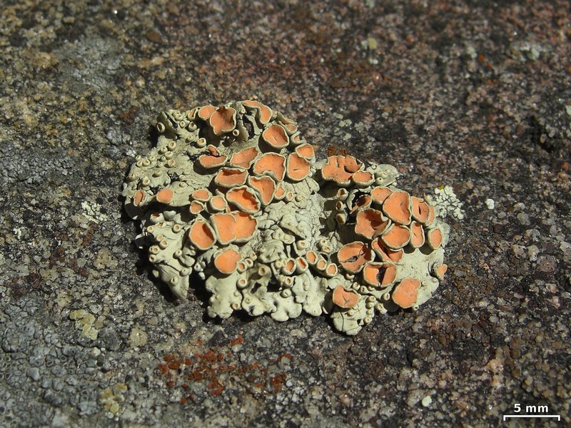 Rhizoplaca chrysoleuca
