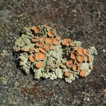 Rhizoplaca chrysoleuca