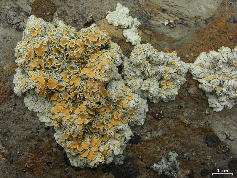 Rhizoplaca chrysoleuca
