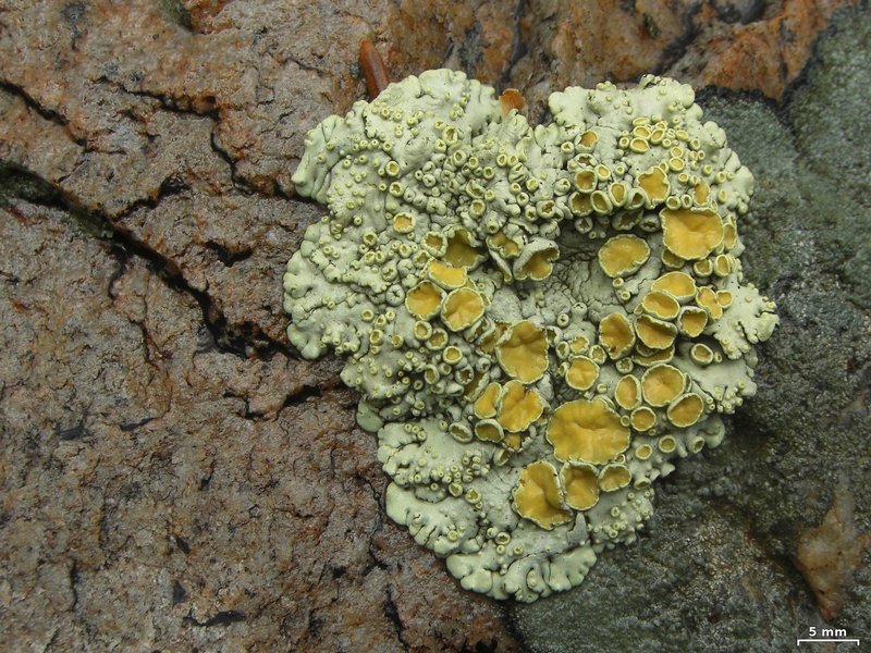 Rhizoplaca chrysoleuca