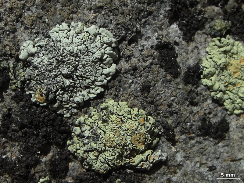 Rhizoplaca chrysoleuca