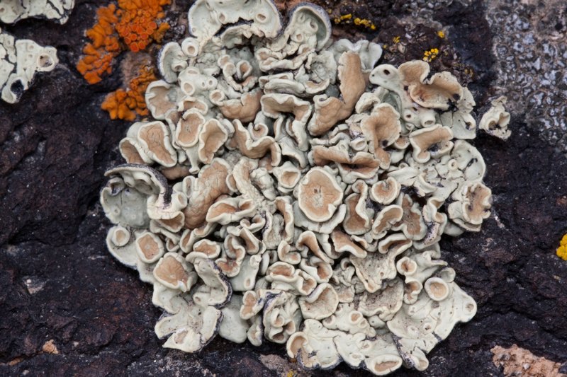 Rhizoplaca chrysoleuca