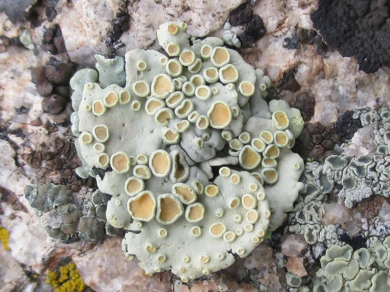 Rhizoplaca chrysoleuca
