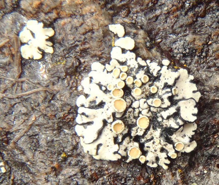 Rhizoplaca chrysoleuca