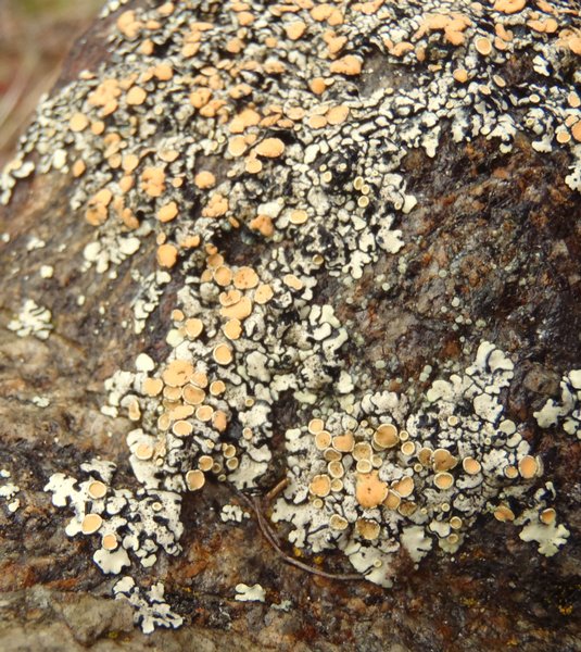 Rhizoplaca chrysoleuca