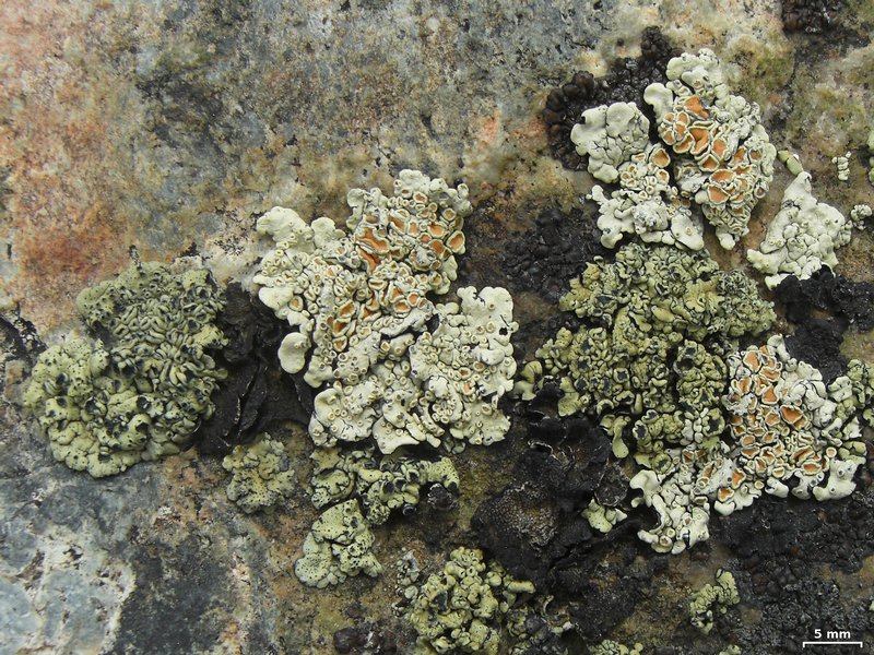 Rhizoplaca chrysoleuca