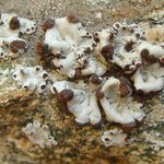 Rhizoplaca glaucophana
