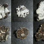 Rhizoplaca glaucophana