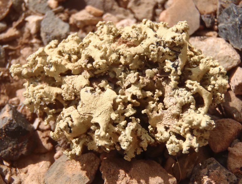 Rhizoplaca haydenii