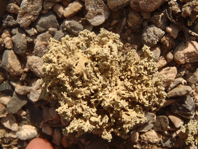 Rhizoplaca haydenii