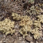 Rhizoplaca haydenii