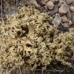 Rhizoplaca haydenii