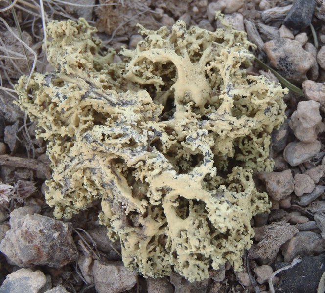 Rhizoplaca haydenii