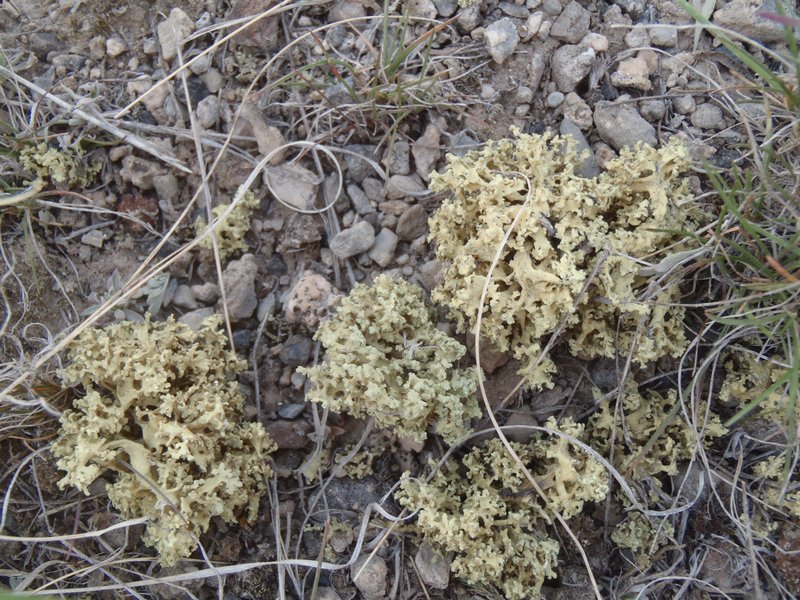 Rhizoplaca haydenii