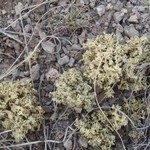 Rhizoplaca haydenii