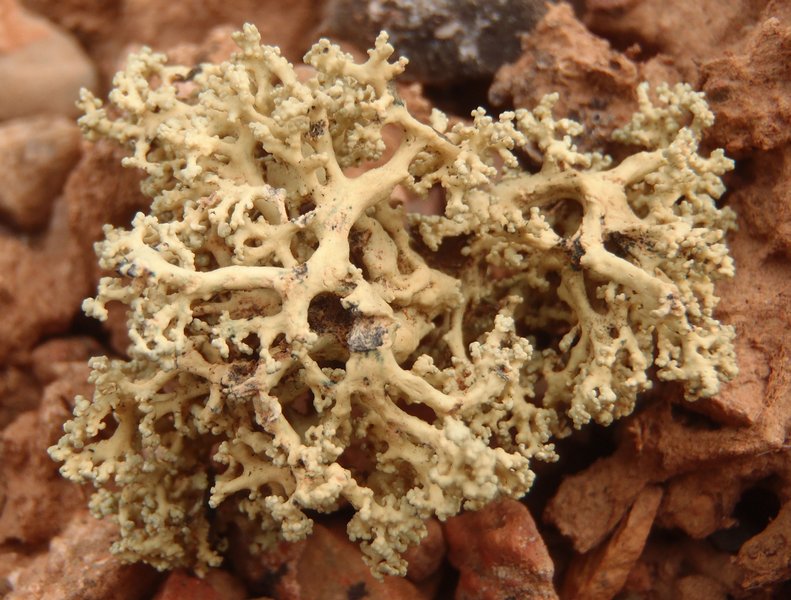 Rhizoplaca haydenii