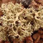 Rhizoplaca haydenii