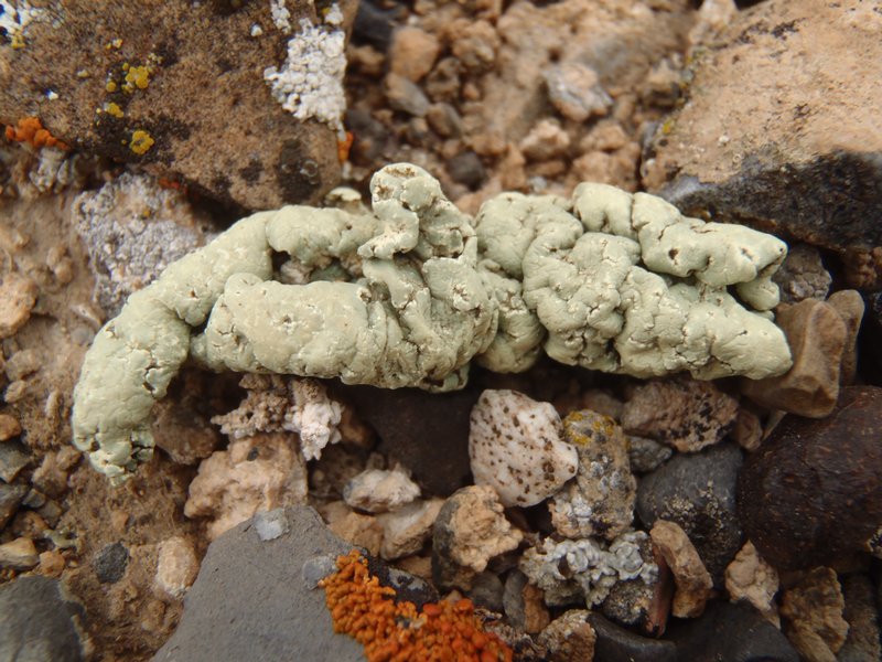 Rhizoplaca idahoensis