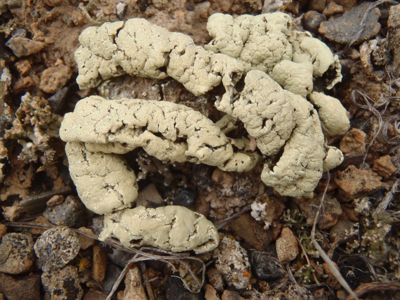 Rhizoplaca idahoensis