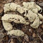 Rhizoplaca idahoensis