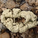 Rhizoplaca idahoensis
