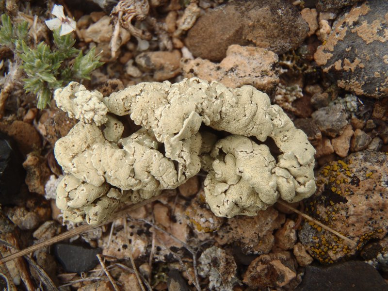 Rhizoplaca idahoensis