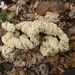 Rhizoplaca idahoensis