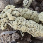 Rhizoplaca idahoensis