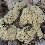 Rhizoplaca idahoensis