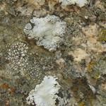 Rhizoplaca marginalis