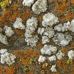 Rhizoplaca marginalis