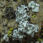Rhizoplaca marginalis