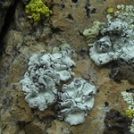 Rhizoplaca marginalis