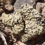 Rhizoplaca melanophthalma ssp. cerebriformis