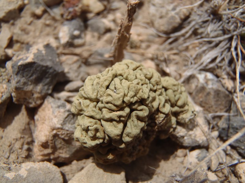 Rhizoplaca melanophthalma ssp. cerebriformis