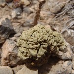 Rhizoplaca melanophthalma ssp. cerebriformis