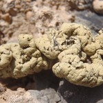 Rhizoplaca melanophthalma ssp. cerebriformis
