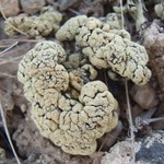 Rhizoplaca melanophthalma ssp. cerebriformis