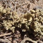 Rhizoplaca melanophthalma ssp. crispa